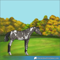 Horse Color:White Spotted Grullo 