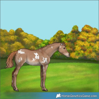 Horse Color:White Spotted Red Dun 
