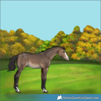 Horse Color:Brown Dun 
