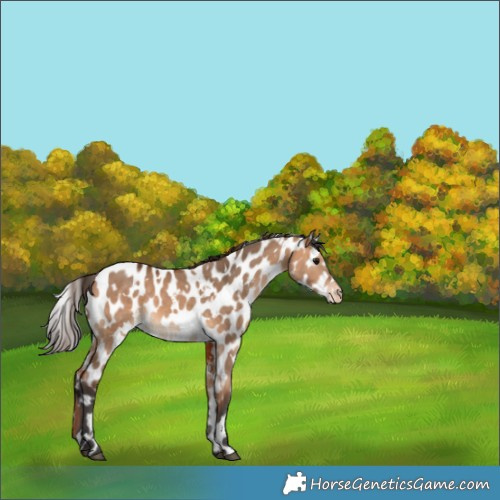 Horse Color:White Spotted Bay Dun Appaloosa
