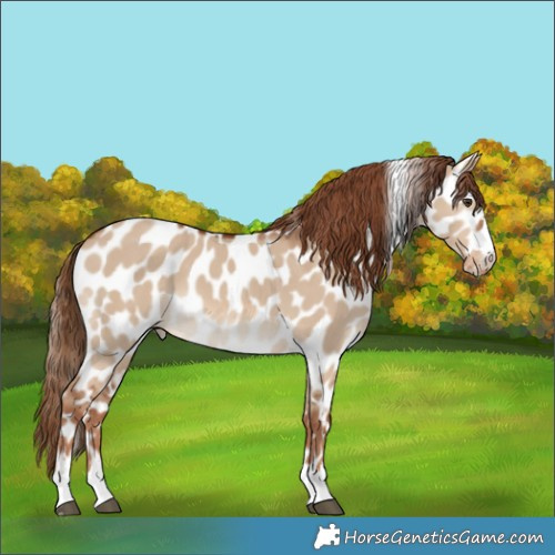 Horse Color:Red Dun Appaloosa 