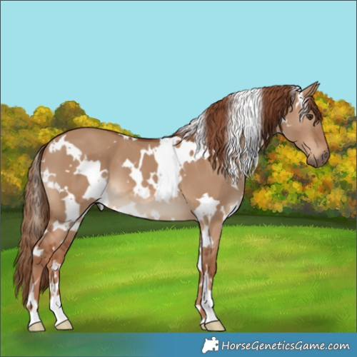 Horse Color:White Spotted Red Dun 