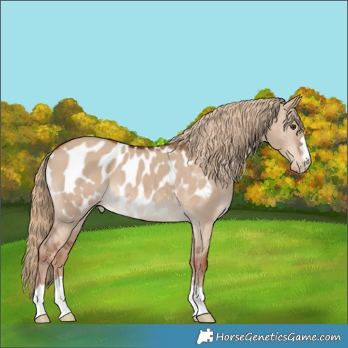 Horse Color:Red Dun Appaloosa 