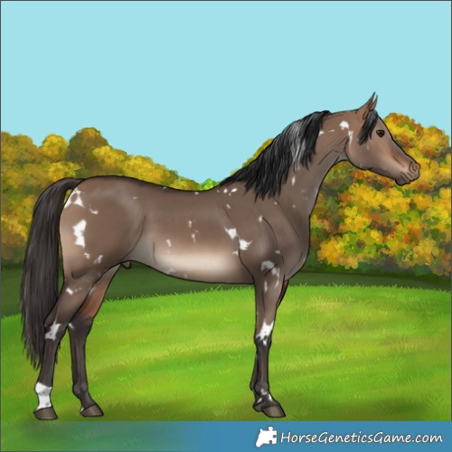 Horse Color:White Spotted Bay Dun 