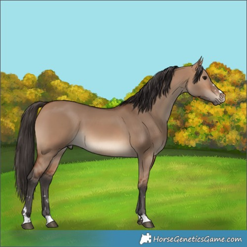 Horse Color:Bay Dun 