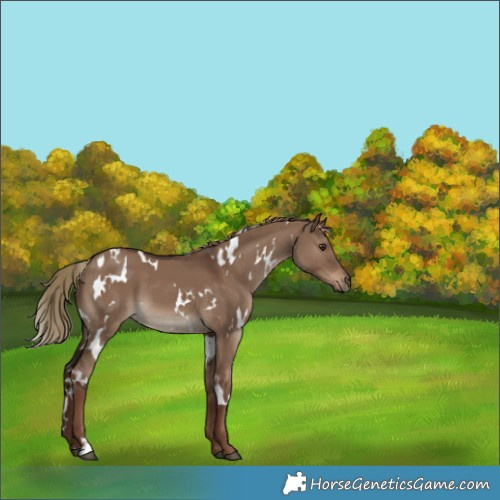 Horse Color:White Spotted Liver Red Dun
