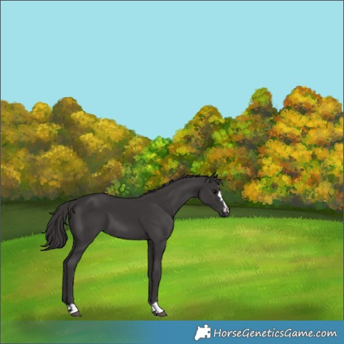 Horse Color:Smoky Black 