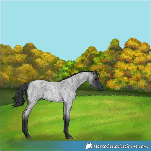 Horse Color:Blue Roan 