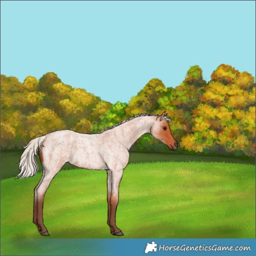 Horse Color:Silver Bay Roan 