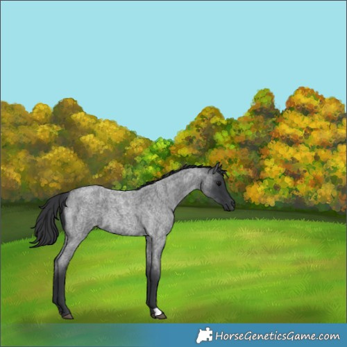 Horse Color:Blue Roan 