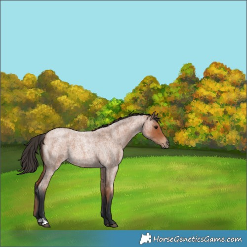 Horse Color:Bay Roan 