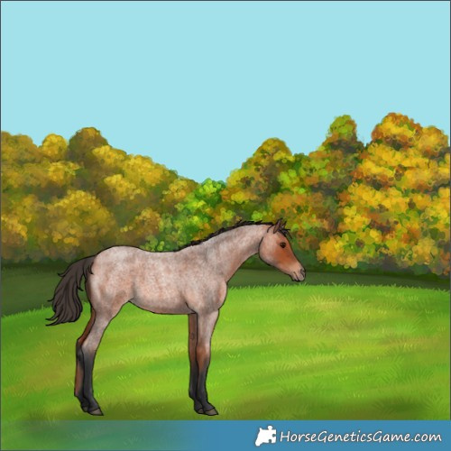 Horse Color:Bay Roan