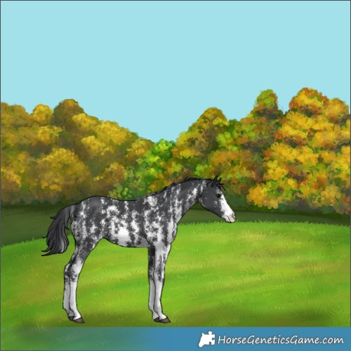 Horse Color:Black Sabino