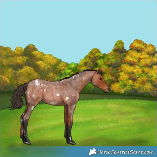 Horse Color:White Spotted Bay Roan