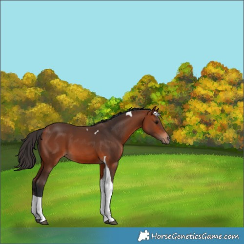 Horse Color:Bay Tobiano