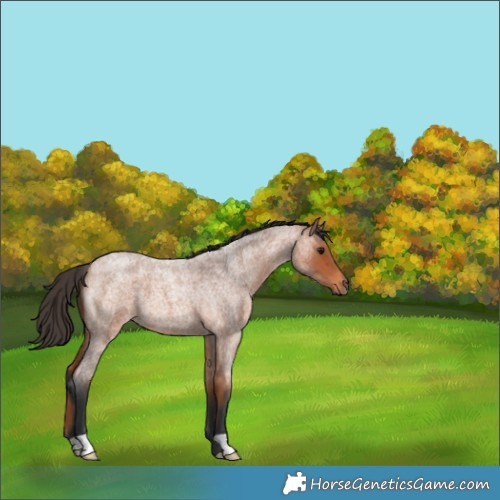 Horse Color:Bay Roan
