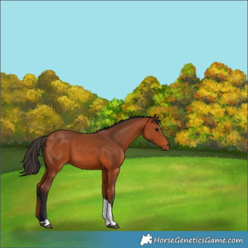 Horse Color:Bay Tobiano