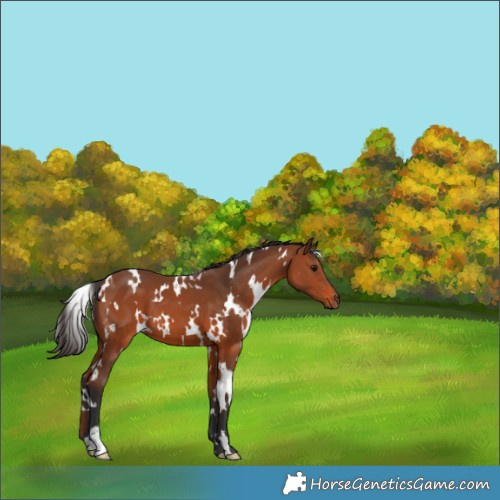 Horse Color:White Spotted Bay