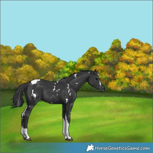 Horse Color:White Spotted Black Tobiano Rabicano