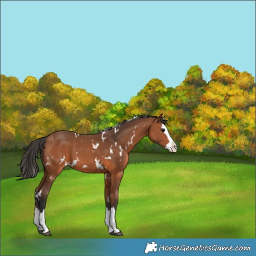 Horse Color:White Spotted Bay Splash