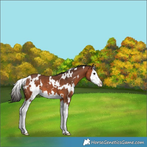 Horse Color:White Spotted Bay Splash