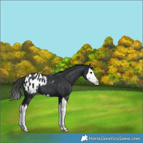 Horse Color:Black Splash Appaloosa