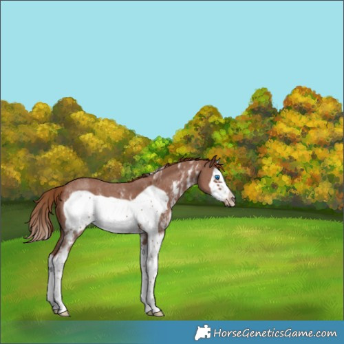 Horse Color:Chestnut Sabino Splash Frame 