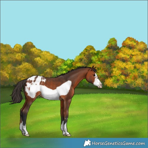 Horse Color:Bay Frame Appaloosa