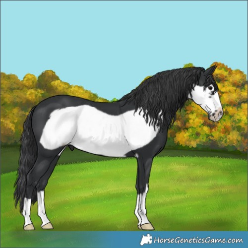Horse Color:Black Frame 