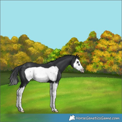 Horse Color:Black Splash Frame Appaloosa 