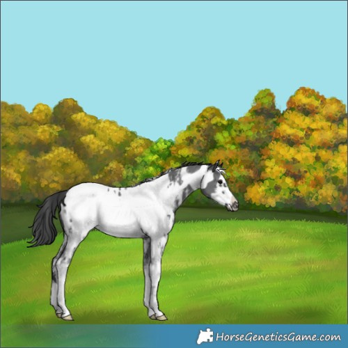 Horse Color:Black Sabino Frame Appaloosa 