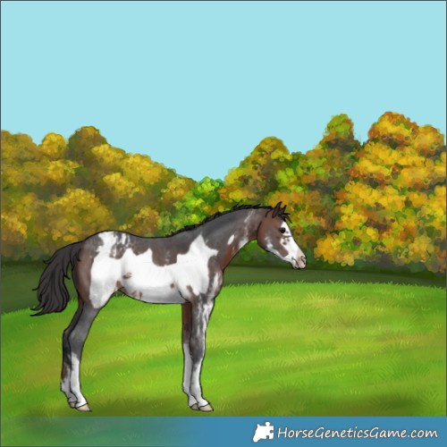 Horse Color:Brown Sabino Frame Appaloosa