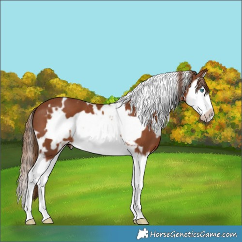 Horse Color:White Spotted Chestnut Splash Frame 