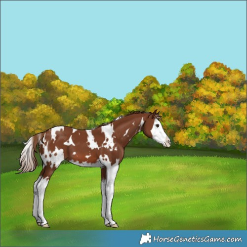 Horse Color:White Spotted Chestnut Splash 