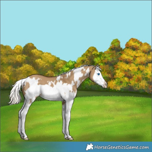 Horse Color:White Spotted Chocolate Palomino Dun Splash Frame