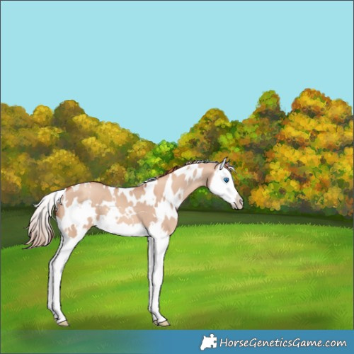 Horse Color:White Spotted Gold Champagne Dun Splash