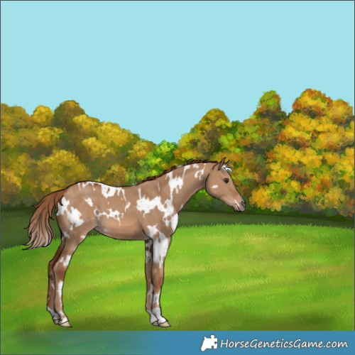 Horse Color:White Spotted Red Dun