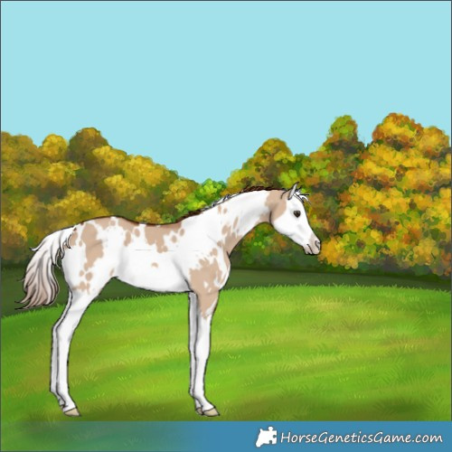 Horse Color:White Spotted Red Dun Splash