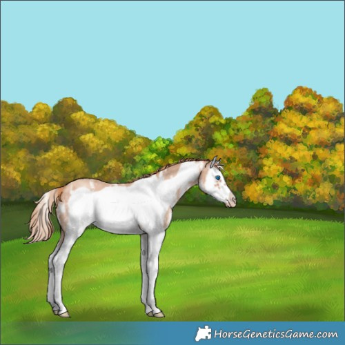Horse Color:Gold Champagne Sabino Splash Frame