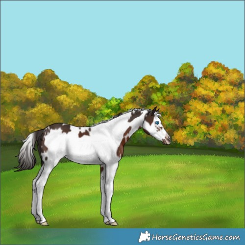 Horse Color:White Spotted Liver Chestnut Splash Frame