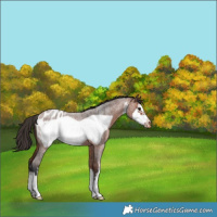 Horse Color:White Spotted Bay Roan Frame Appaloosa 