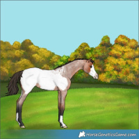 Horse Color:Bay Roan Frame Appaloosa 