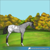 Horse Color:Blue Roan Appaloosa 