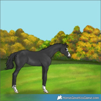 Horse Color:Black 