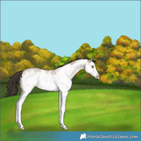 Horse Color:Amber Champagne Dun Sabino Splash Frame Rabicano 