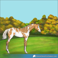 Horse Color:White Spotted Silver Buckskin Frame 