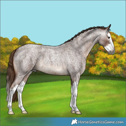 Horse Color:Gray Red Roan Splash