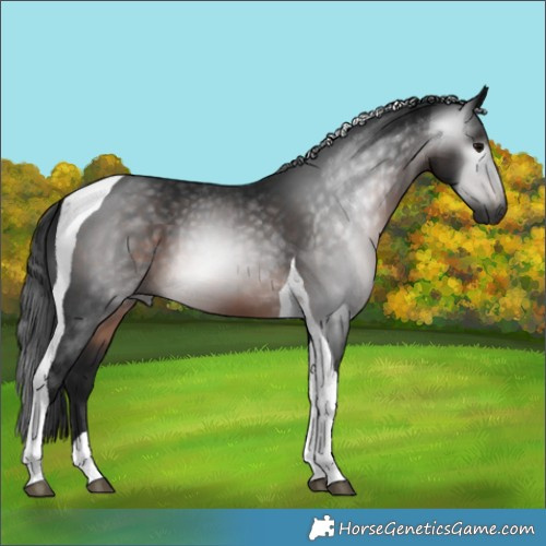 Horse Color:Gray Brown Tobiano 
