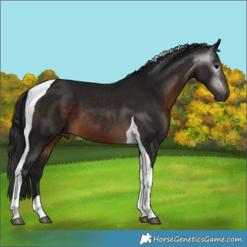 Horse Color:Gray Brown Tobiano 