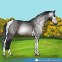 Horse Color:Gray Brown Tobiano 